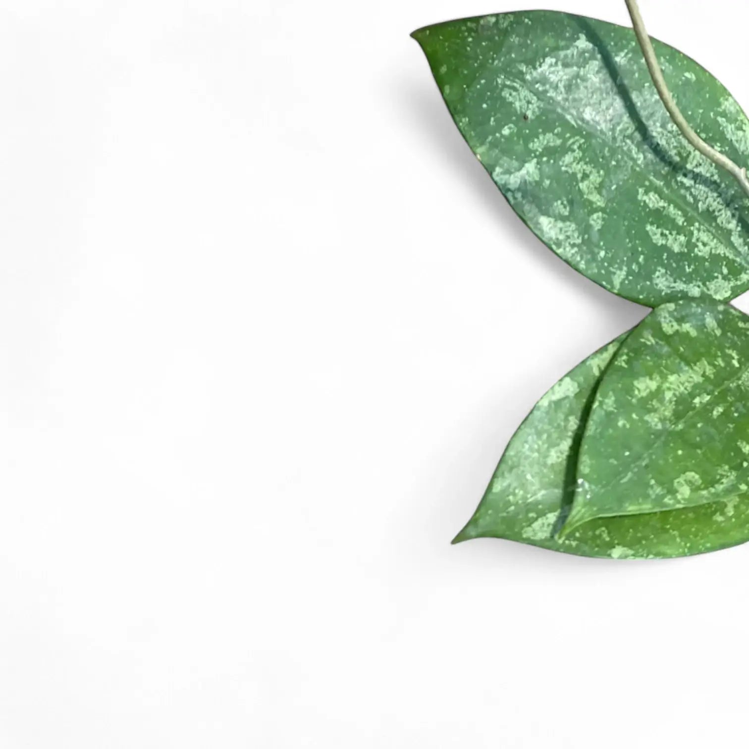 Hoya verticillata 'Nanjuk Splash' leaf close-up on white background.