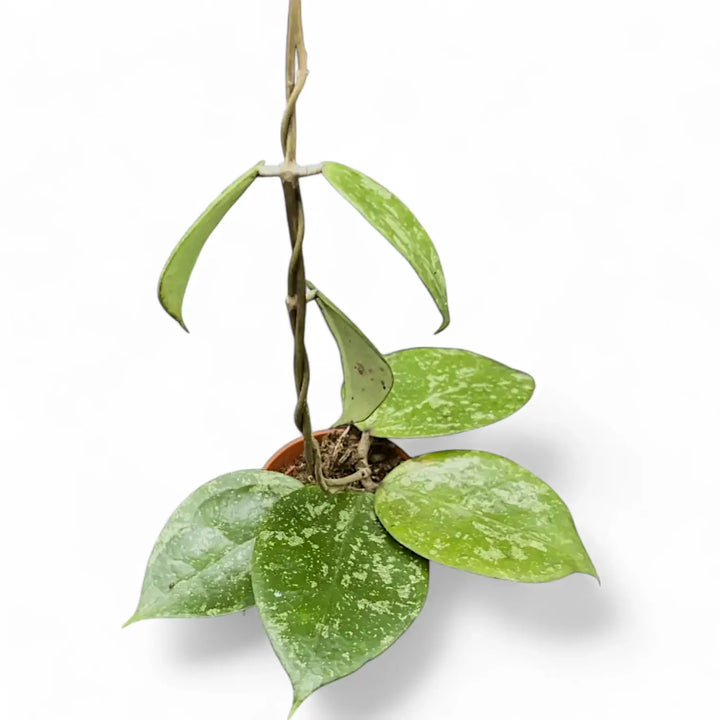 Hoya verticillata 'Nanjuk Splash' potted houseplant in nursery pot on white background, product photo 2.
