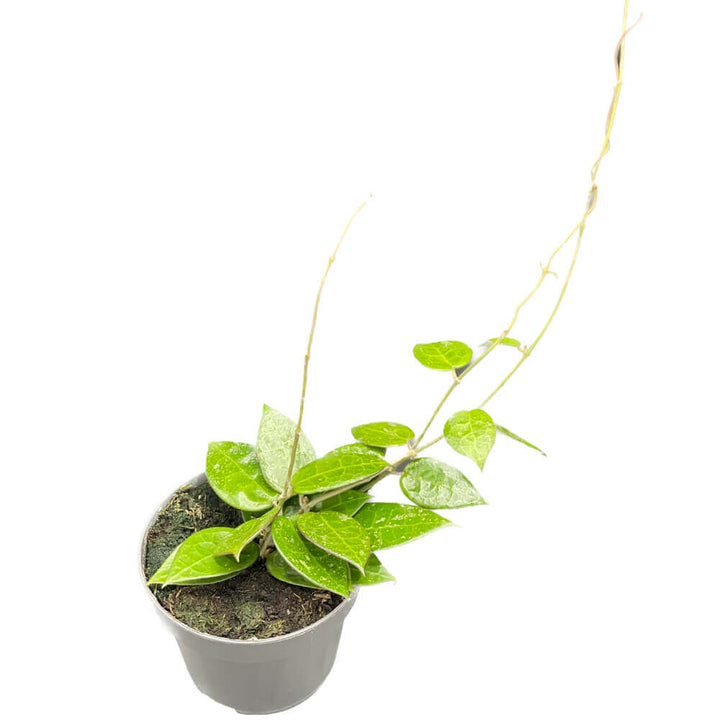 Hoya verticillata var. verticillata 'Black Edge' ('Black Margin') potted houseplant in nursery pot on white background, product photo 2.