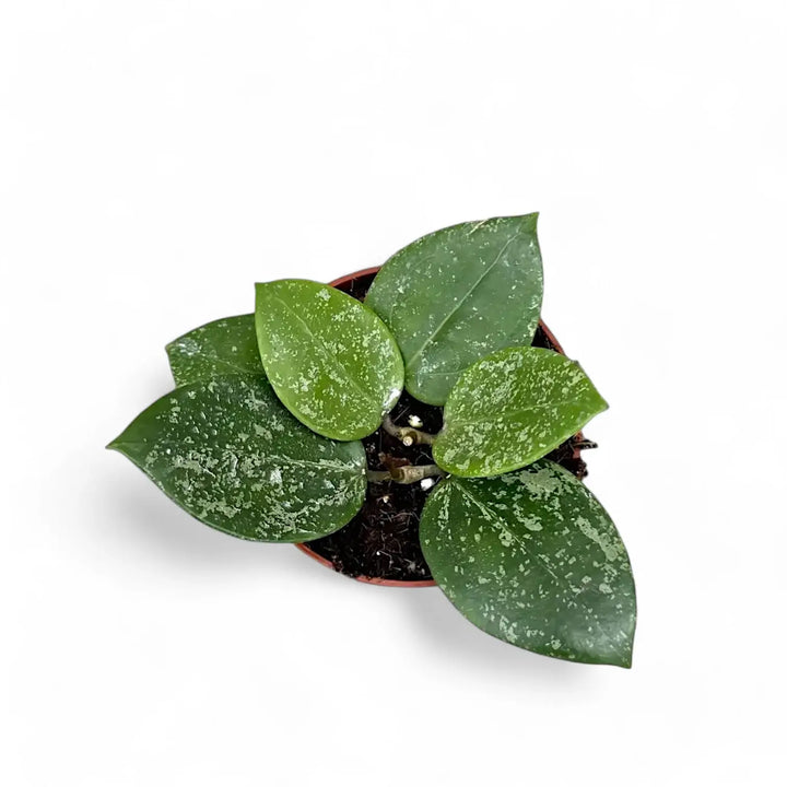 Hoya verticillata var. verticillata 'Splash' potted houseplant in nursery pot on white background, product photo 2.