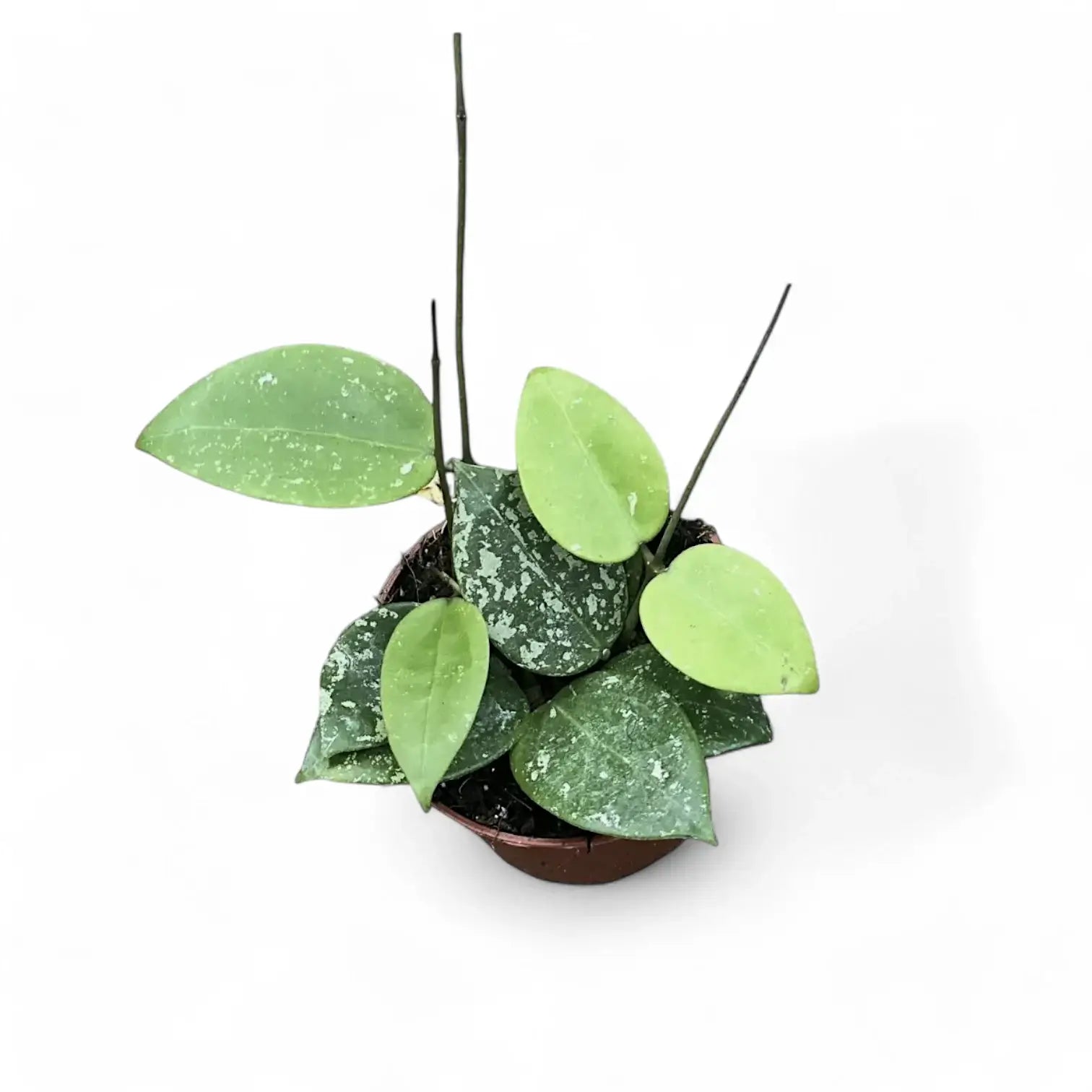 Hoya verticillata var. verticillata 'Splash' potted houseplant in nursery pot on white background, product photo 4.