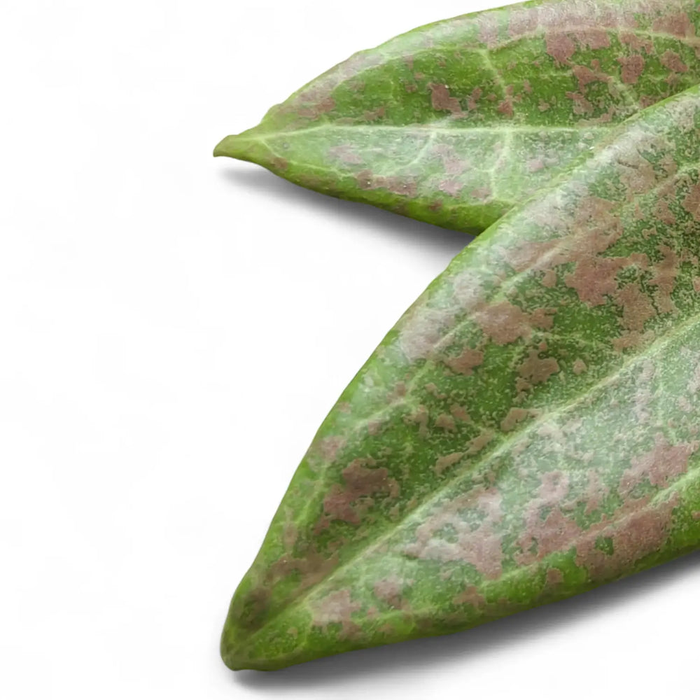 Hoya wibergiae leaf close-up on white background.