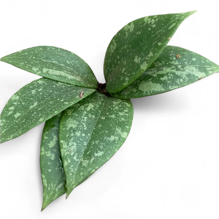 Hoya wibergiae potted houseplant in nursery pot on white background, product photo 2.