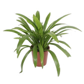 Hymenocallis speciosa potted houseplant in nursery pot on white background, product photo 2.
