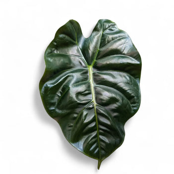 Indoor-grown Alocasia leaves showing vein detail and upright growth