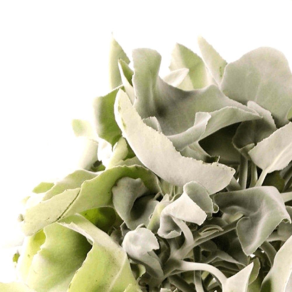 Kalanchoe beharensis – Blattdetail vor weißem Hintergrund..