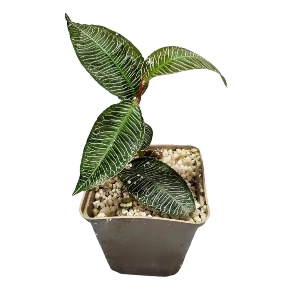 Labisia sp. 'Pink vein' potted houseplant in nursery pot on white background, product photo 2.