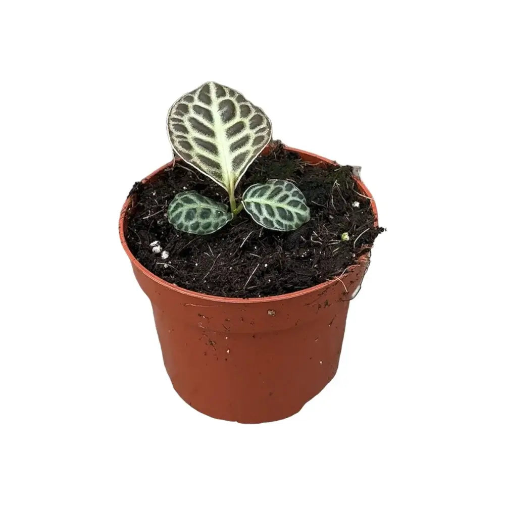 Labisia sp. 'Turtle back' potted houseplant in nursery pot on white background, product photo 3.