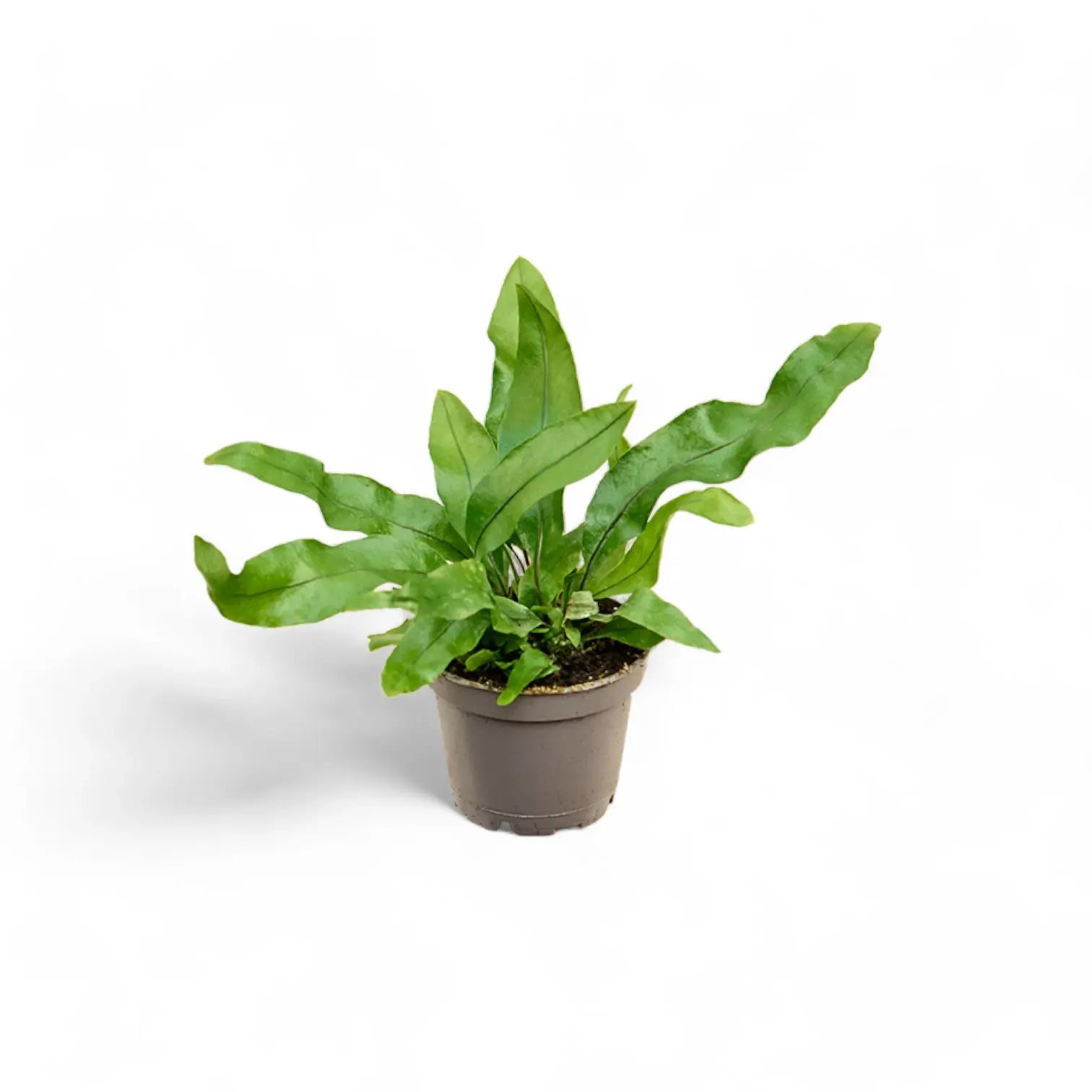 Leptochilus pteropus subsp. pteropus potted houseplant in nursery pot on white background, product photo 2.