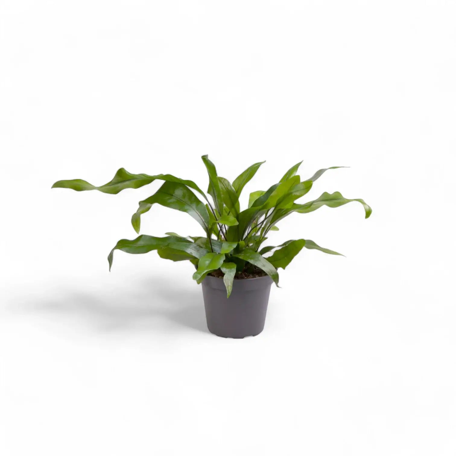 Leptochilus pteropus subsp. pteropus potted houseplant in nursery pot on white background, product photo 3.
