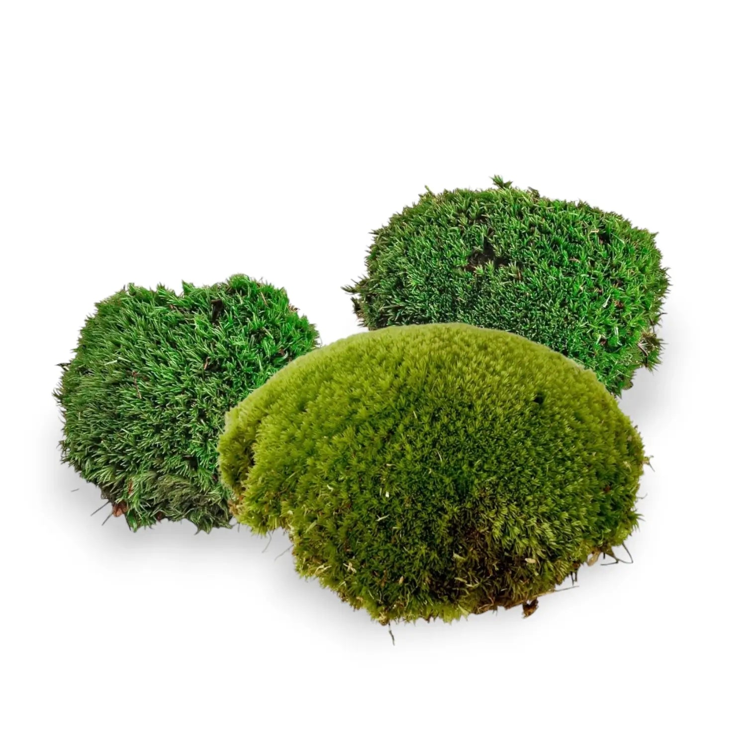 Live Cushion Moss main product photo on white background.