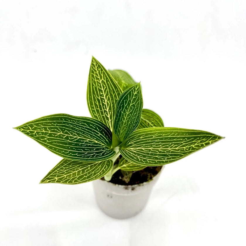 Ludisia discolor 'Alba' potted houseplant in nursery pot on white background, product photo 2.