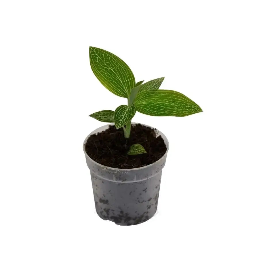 Ludisia discolor 'Alba' potted houseplant in nursery pot on white background, product photo 3.