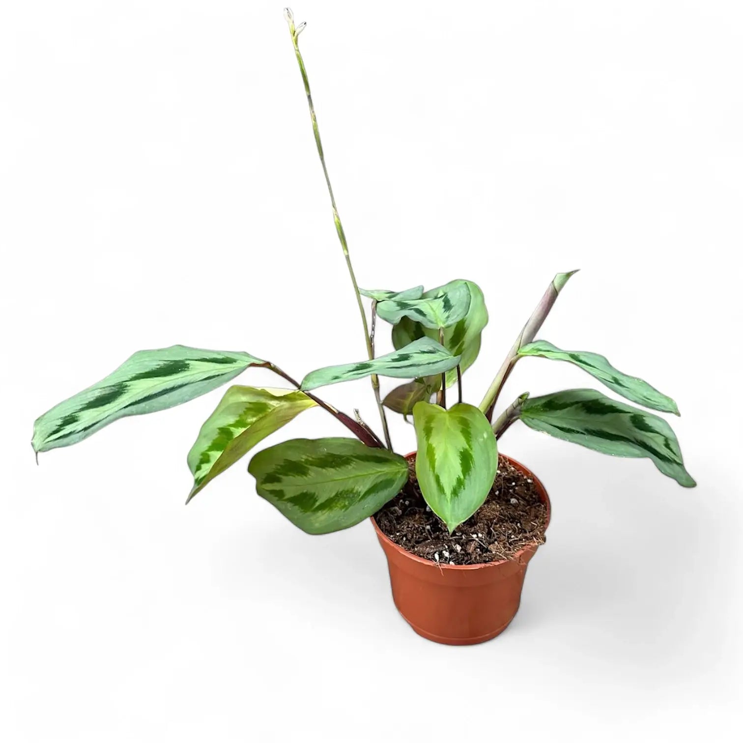 Maranta cristata 'Intense' potted houseplant in nursery pot on white background, product photo 3.