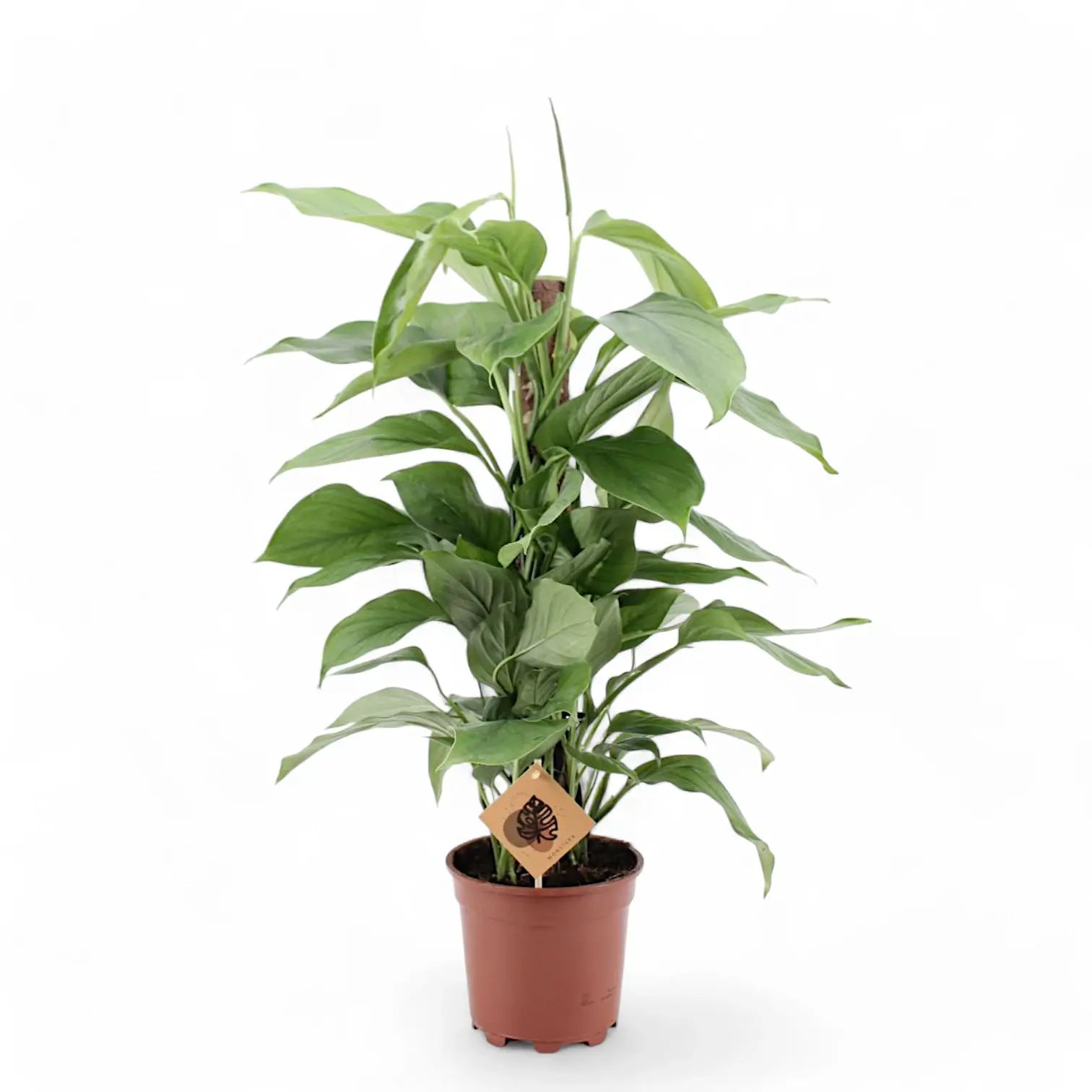 Monstera acacoyaguensis potted houseplant in nursery pot on white background, product photo 3.