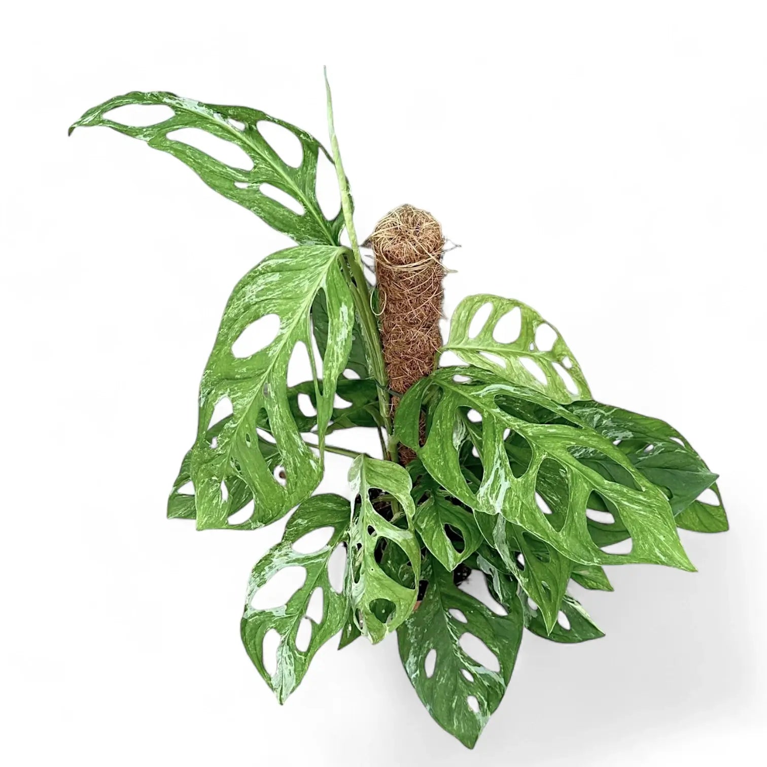 Monstera adansonii 'Indonesian Marble' potted houseplant in nursery pot on white background, product photo 2.