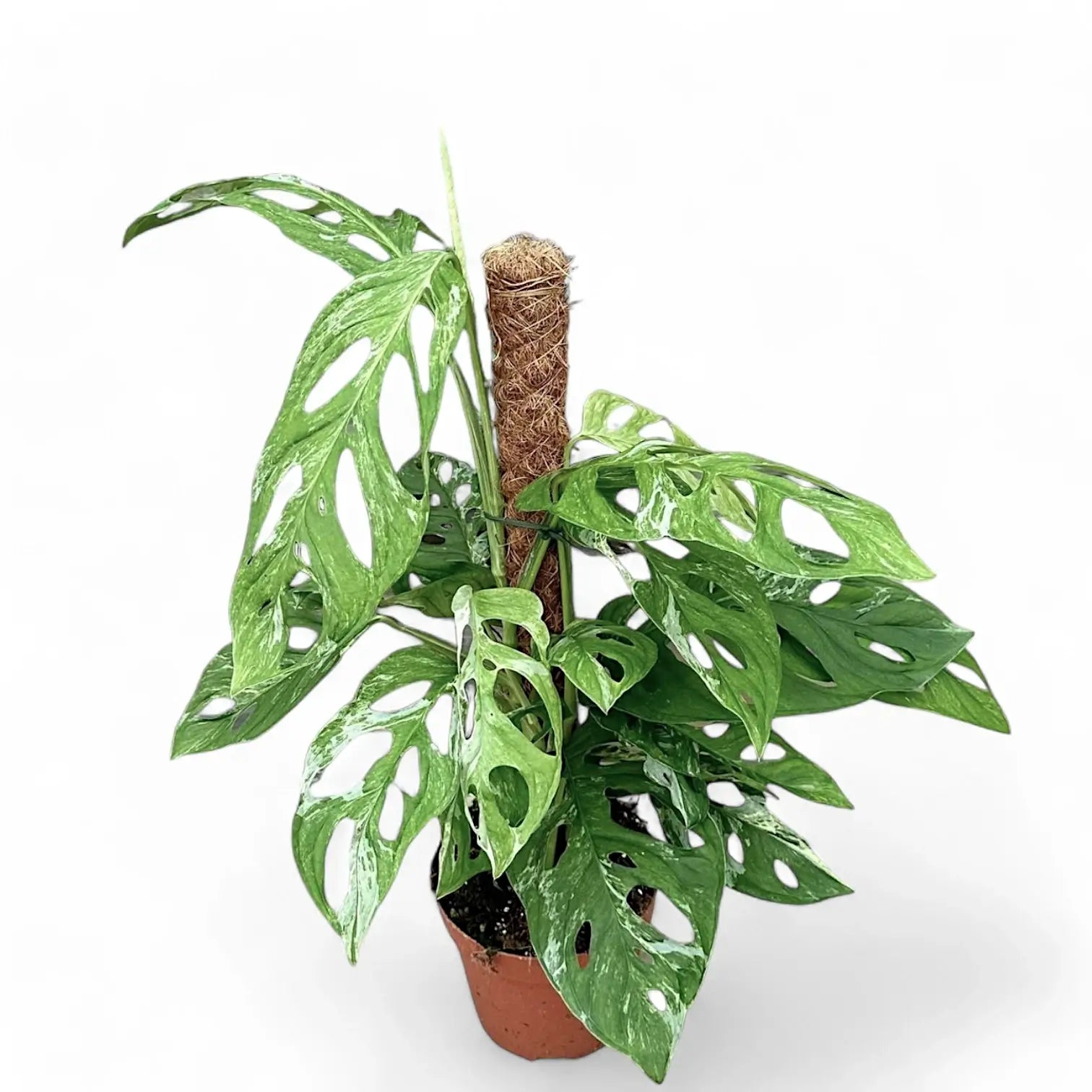 Monstera adansonii 'Indonesian Marble' potted houseplant in nursery pot on white background, product photo 3.