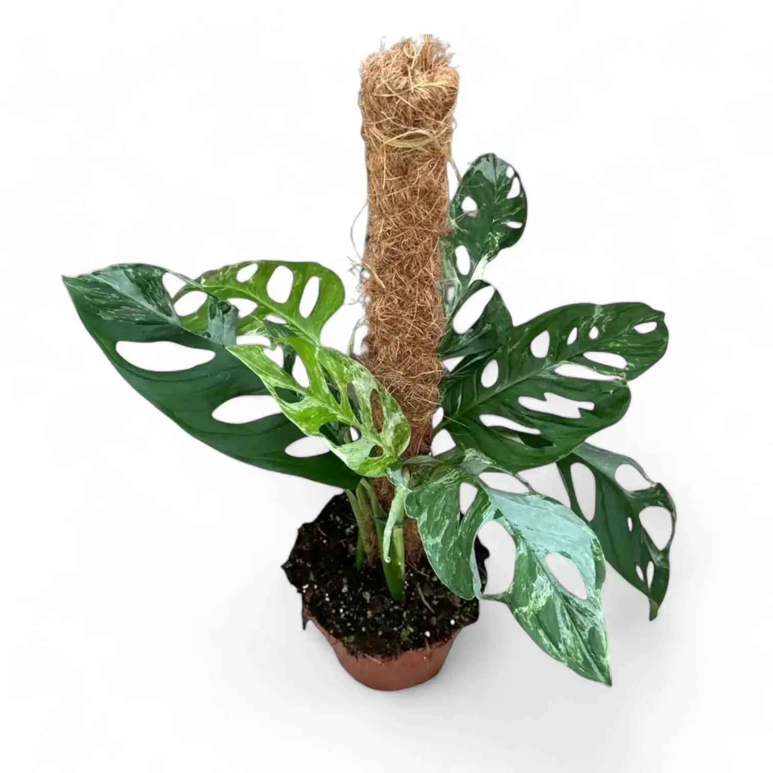 Monstera adansonii 'Indonesian Marble' potted houseplant in nursery pot on white background, product photo 4.