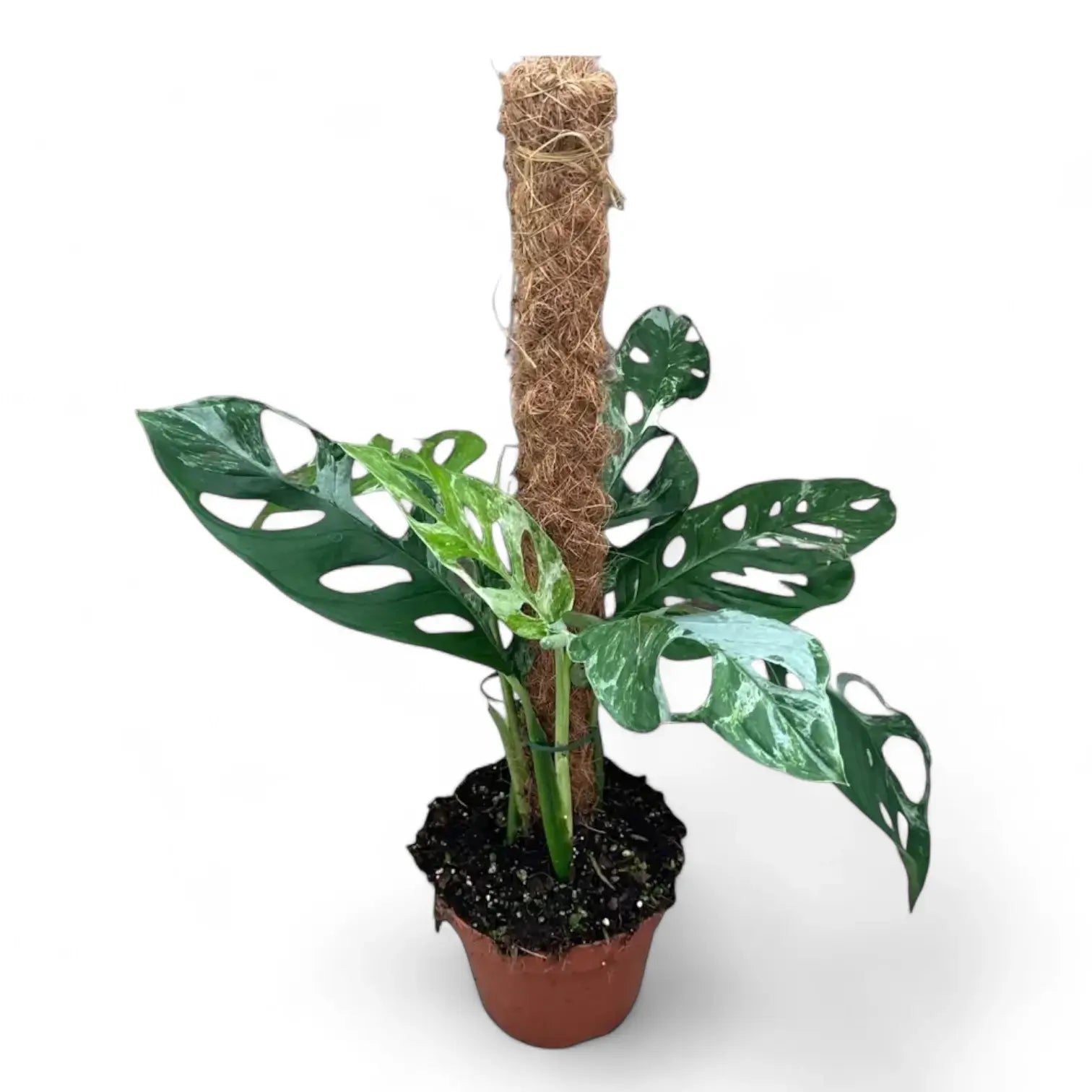 Monstera adansonii 'Indonesian Marble' potted houseplant in nursery pot on white background, product photo 5.