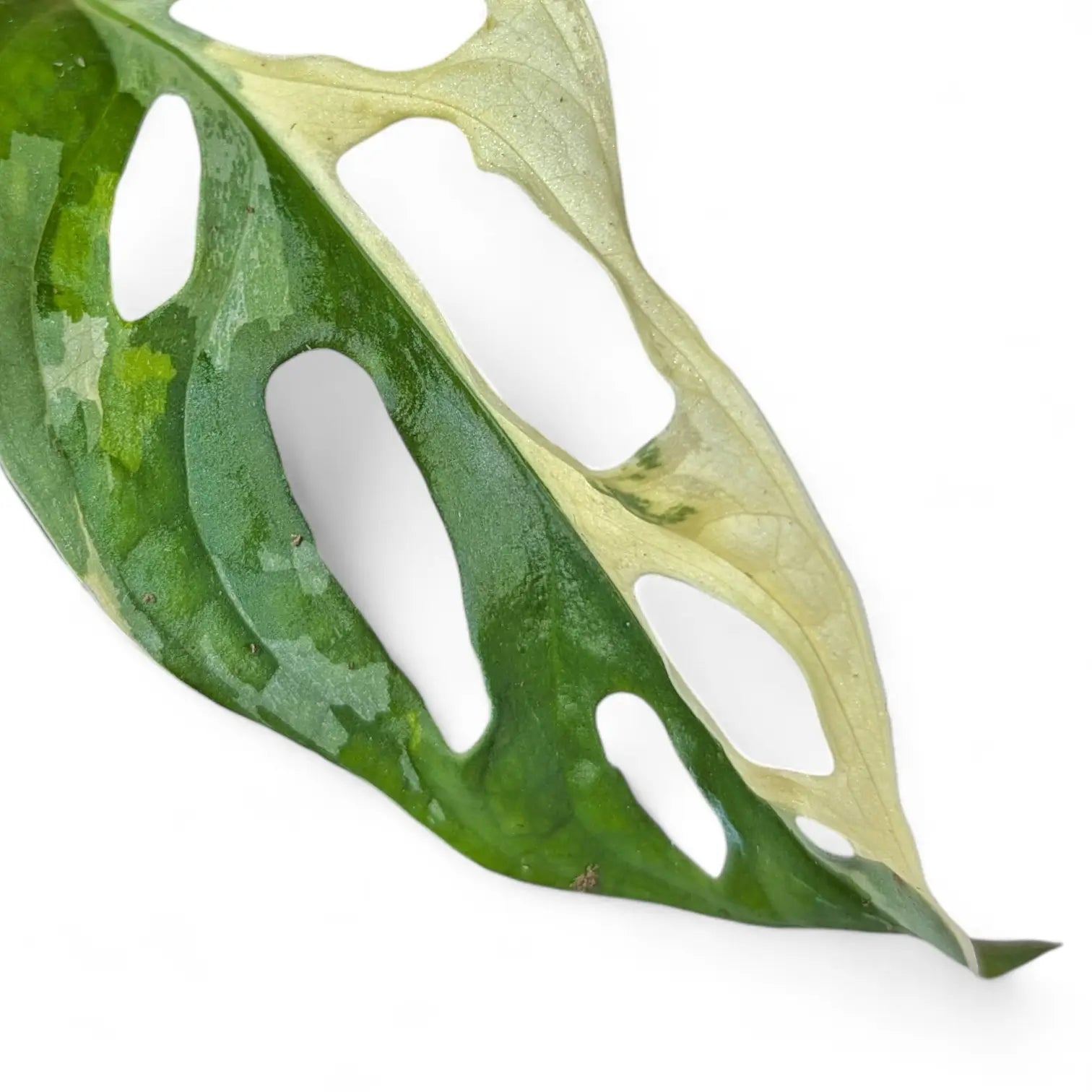 Monstera adansonii variegata – Blattdetail vor weißem Hintergrund..