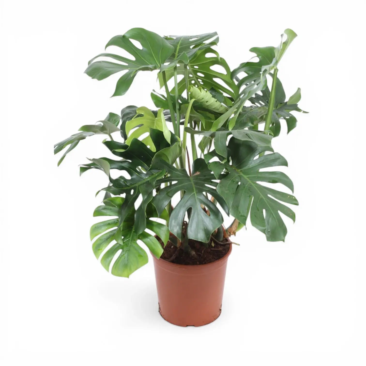 Monstera deliciosa als Topfpflanze im Kulturtopf vor weißem Hintergrund.