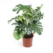 Monstera deliciosa als Topfpflanze im Kulturtopf vor weißem Hintergrund.