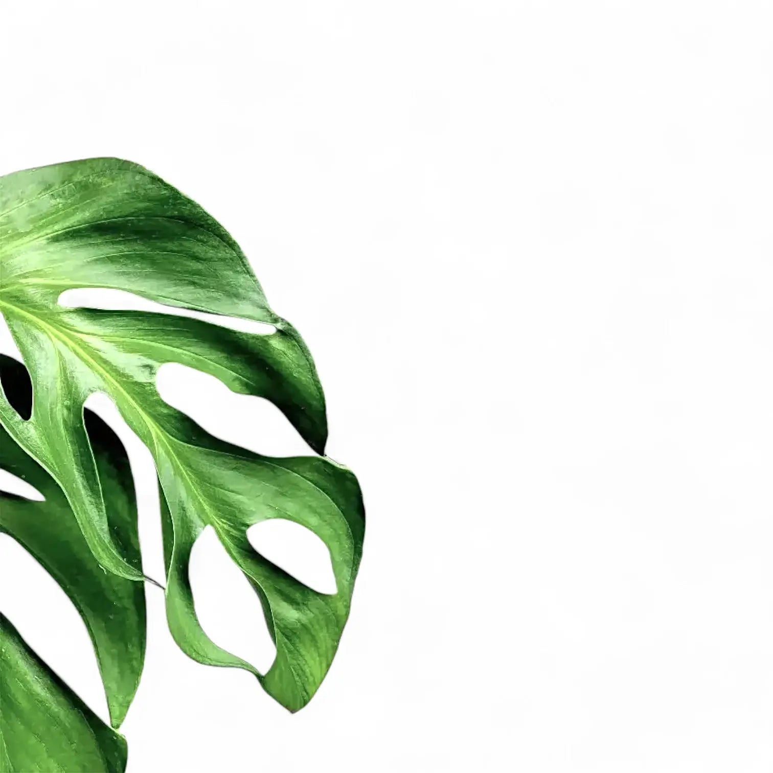 Monstera dissecta leaf close-up on white background.