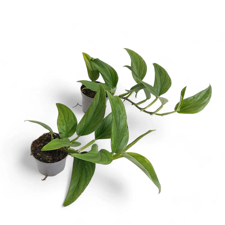 Monstera dissecta potted houseplant in nursery pot on white background, product photo 2.