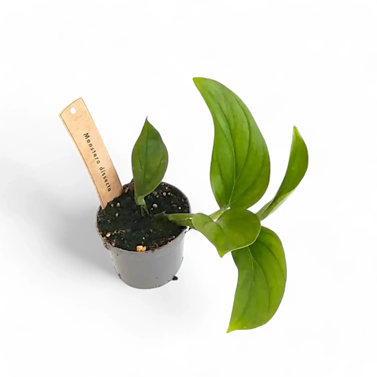 Monstera dissecta potted houseplant in nursery pot on white background, product photo 3.