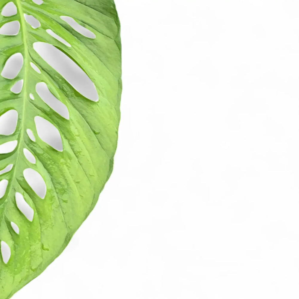 Monstera lechleriana leaf close-up on white background.
