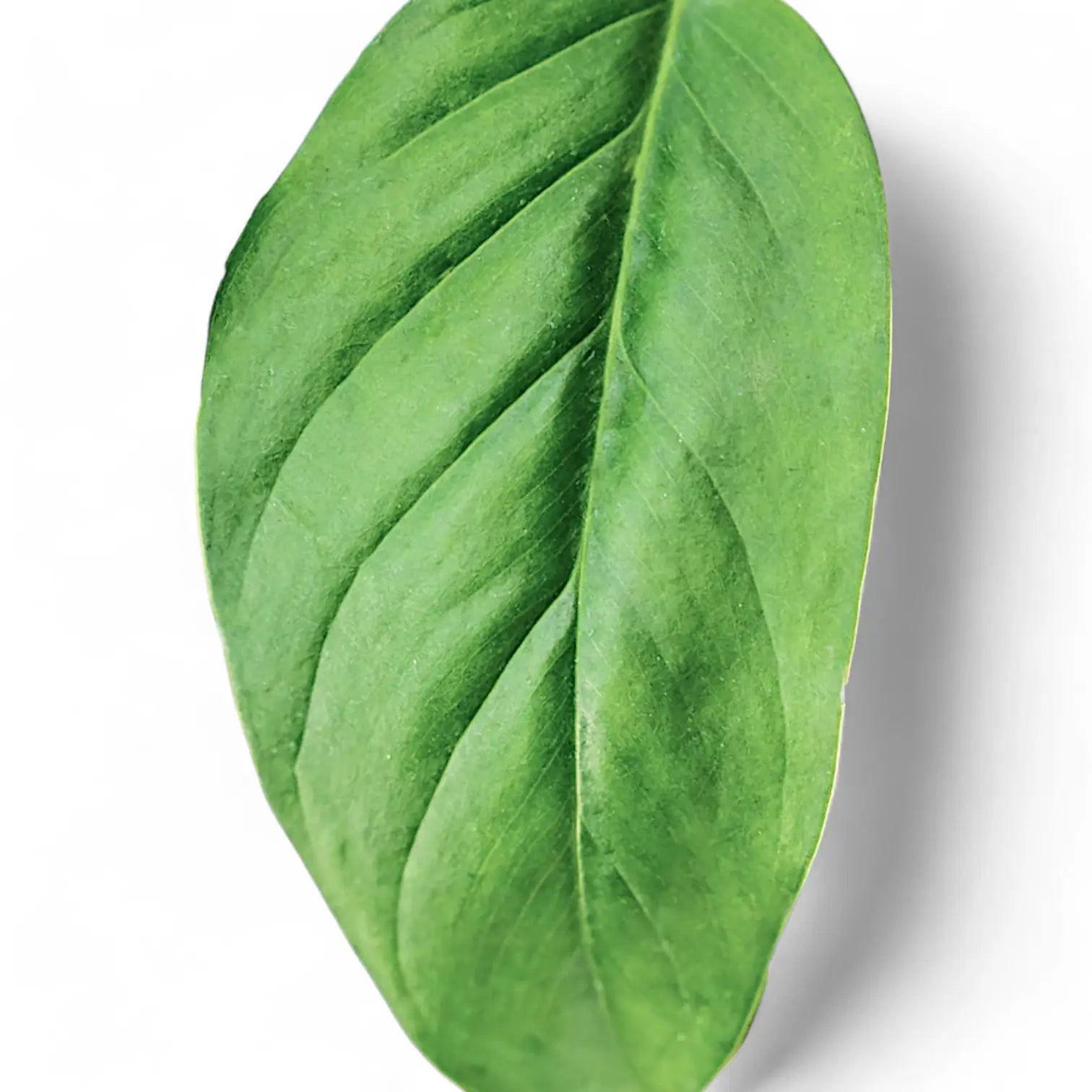 Monstera obliqua (Suriname) leaf close-up on white background.
