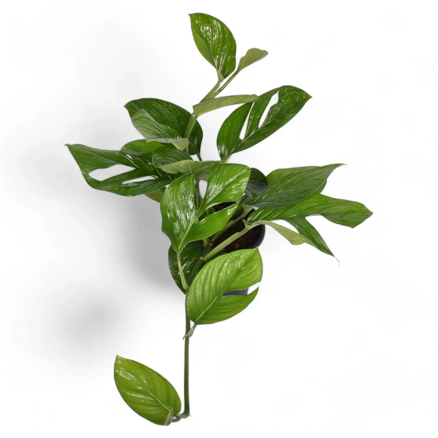 Monstera pinnatipartita potted houseplant in nursery pot on white background, product photo 2.