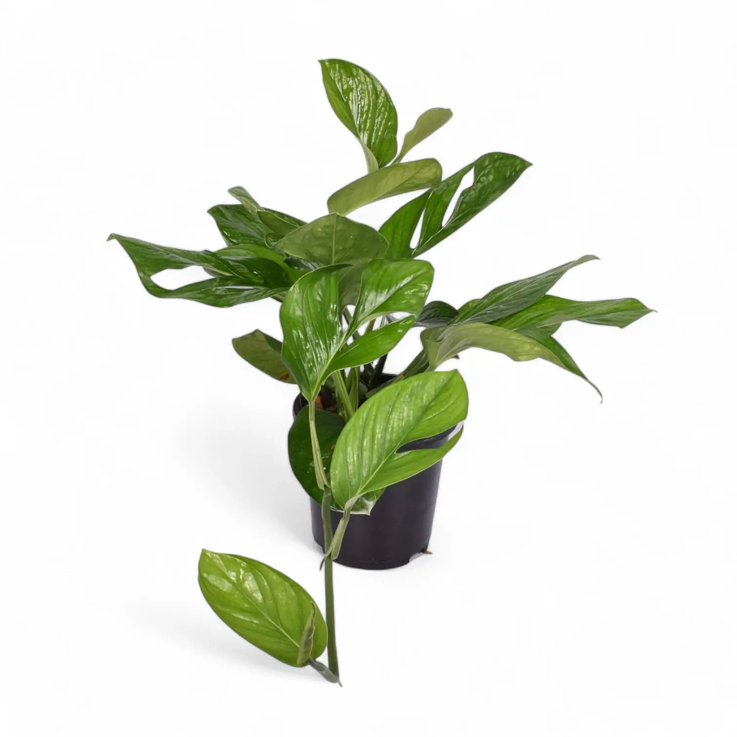 Monstera pinnatipartita potted houseplant in nursery pot on white background, product photo 4.