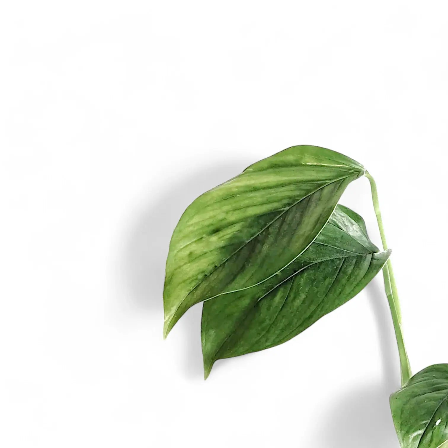 Monstera pinnatipartita potted houseplant in nursery pot on white background, product photo 7.