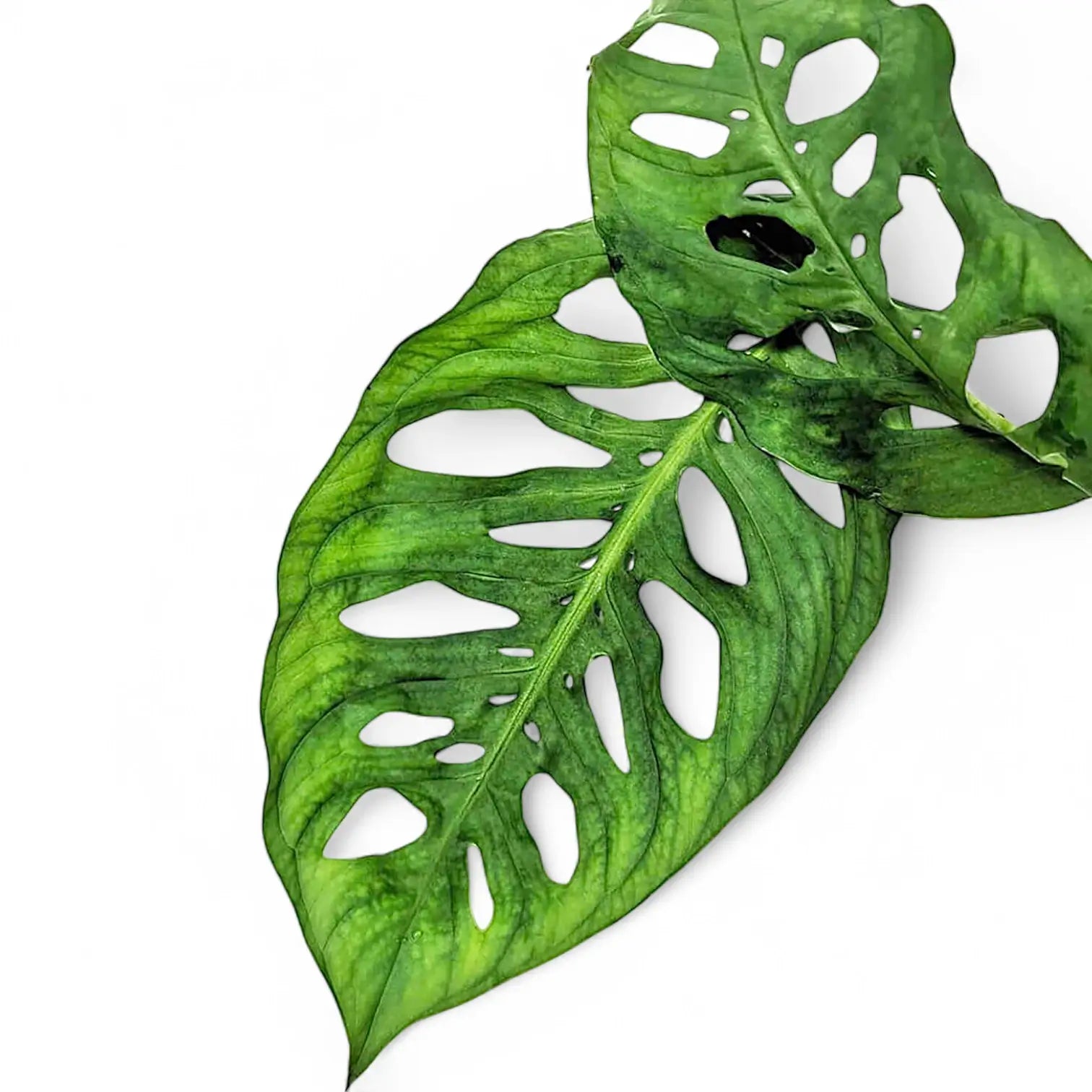 Monstera sp. leaf close-up on white background.