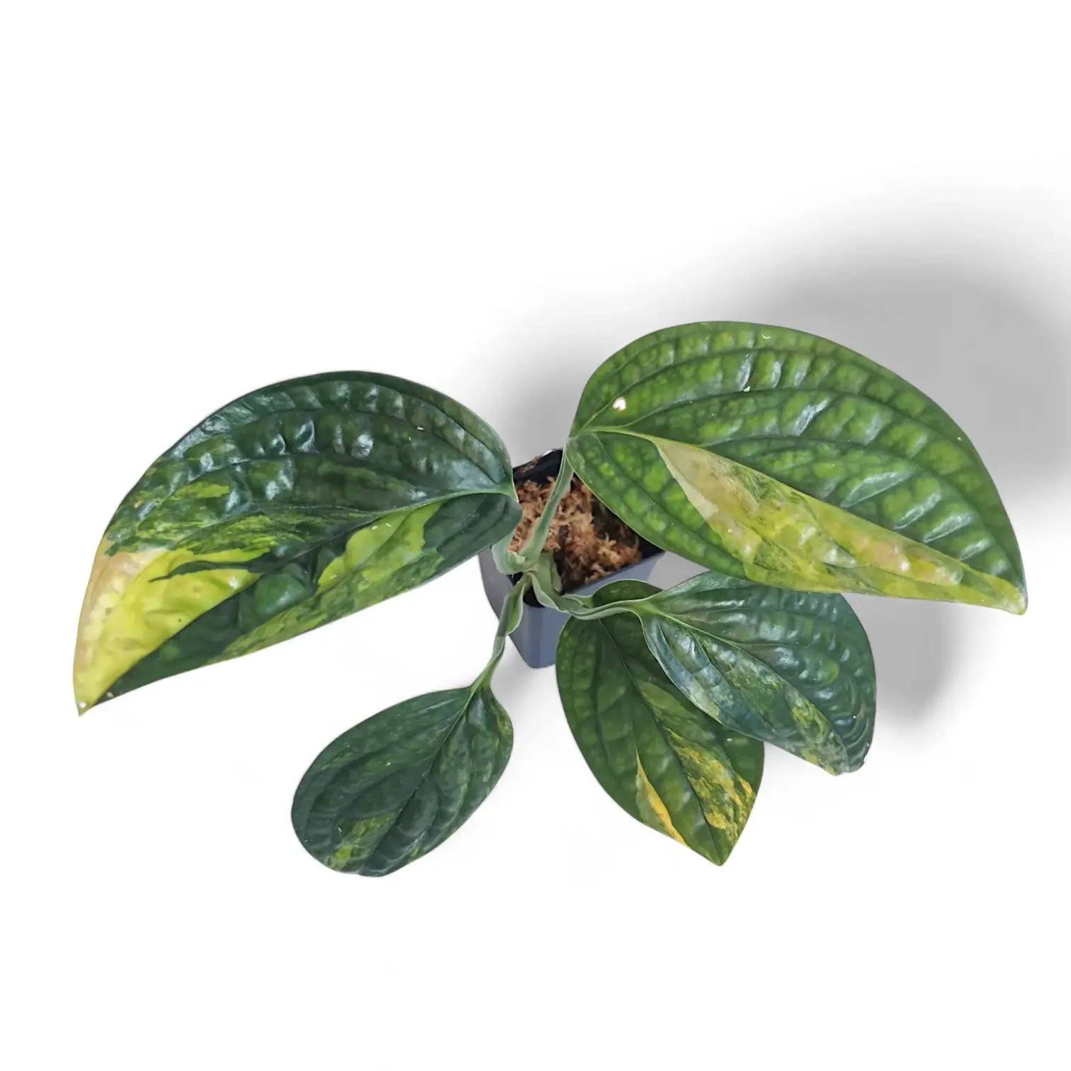 Monstera sp. Peru (karstenianum) variegata potted houseplant in nursery pot on white background, product photo 6.