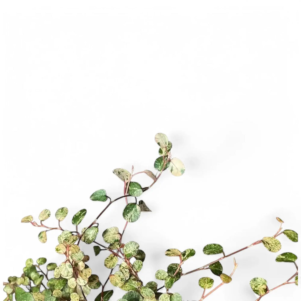 Muehlenbeckia complexa variegata 'Spotlight' – Blattdetail vor weißem Hintergrund..