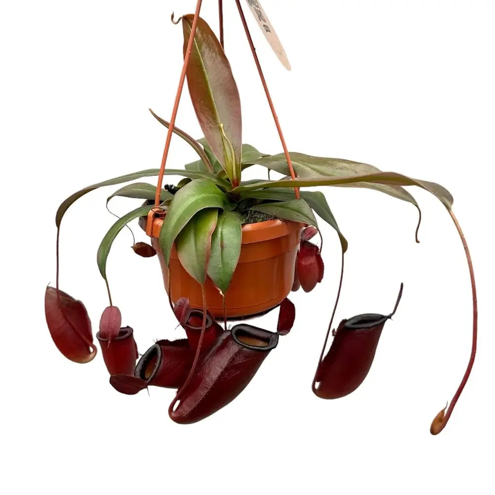 Nepenthes ‘Diana’ potted houseplant in nursery pot on white background, product photo 2.