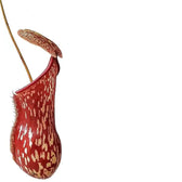 Nepenthes ‘Gaya’ leaf close-up on white background.