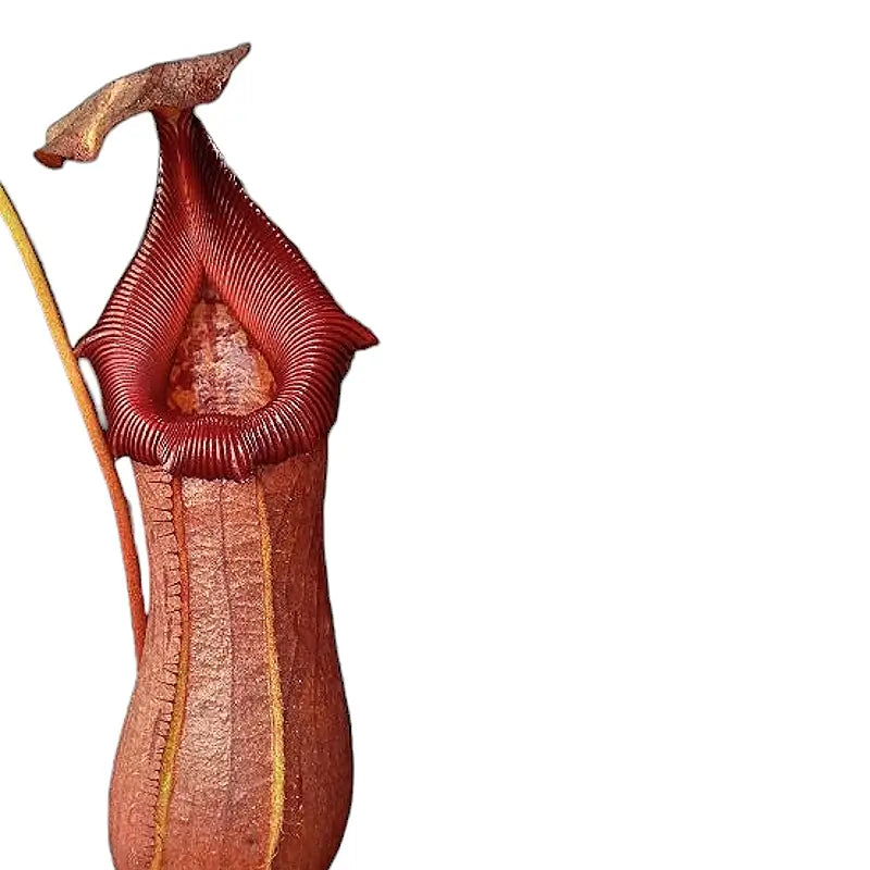 Nepenthes ‘Rob’ – Blattdetail vor weißem Hintergrund..