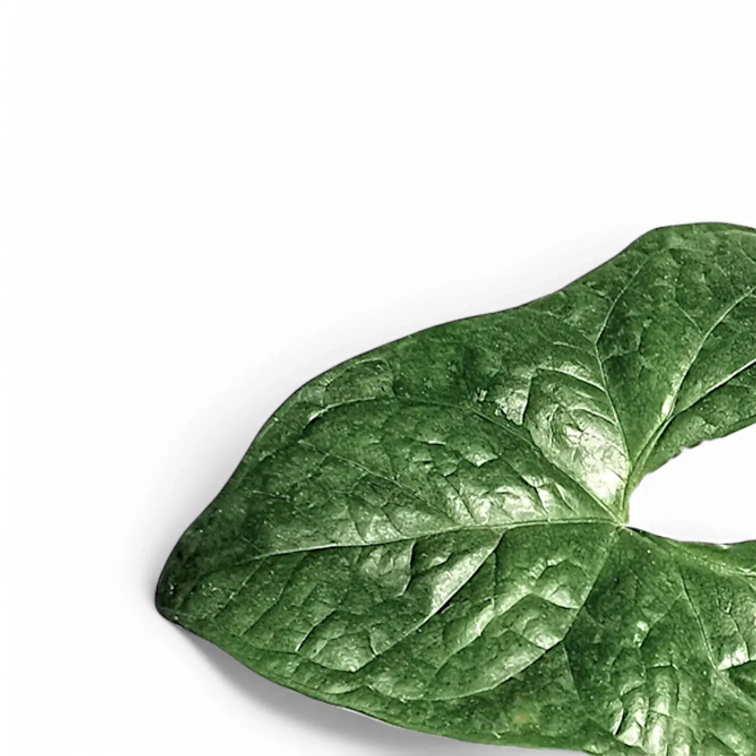 Nephthytis poissonii – Blattdetail vor weißem Hintergrund..