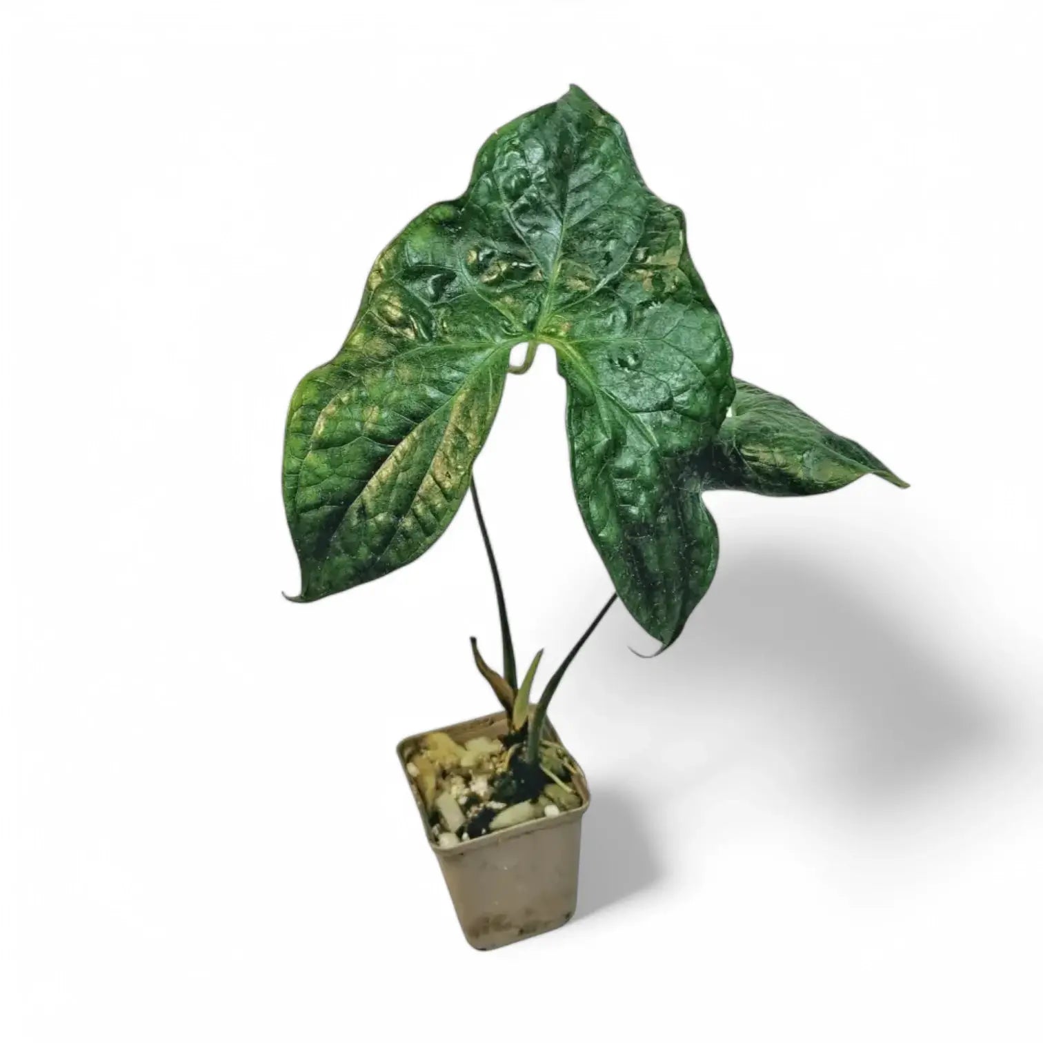 Nephthytis poissonii Zimmerpflanze im Anzuchttopf vor weißem Hintergrund, Produktfoto 4.