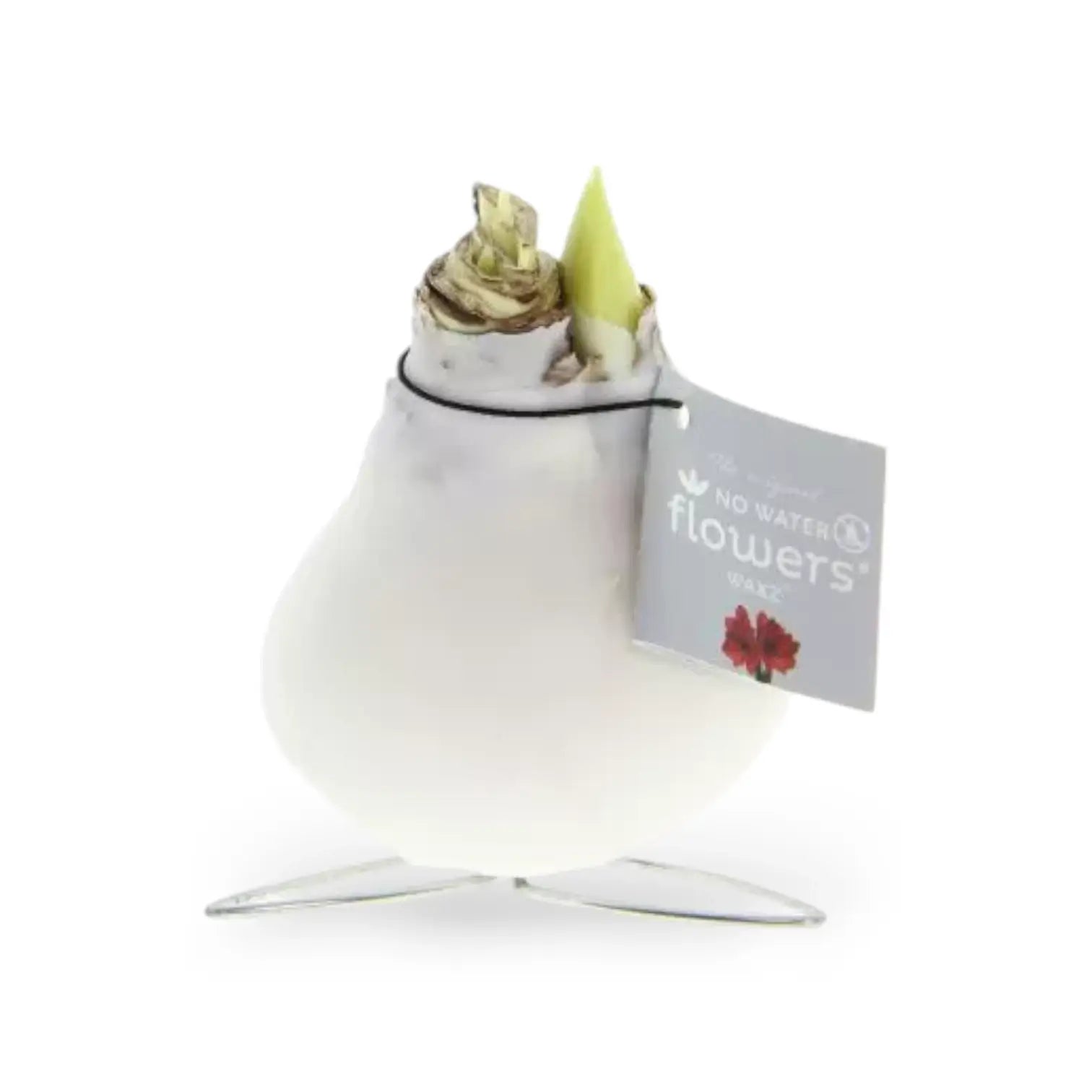 No Water Flowers: Wax Amaryllis Bulbs potted houseplant in nursery pot on white background, product photo 8.