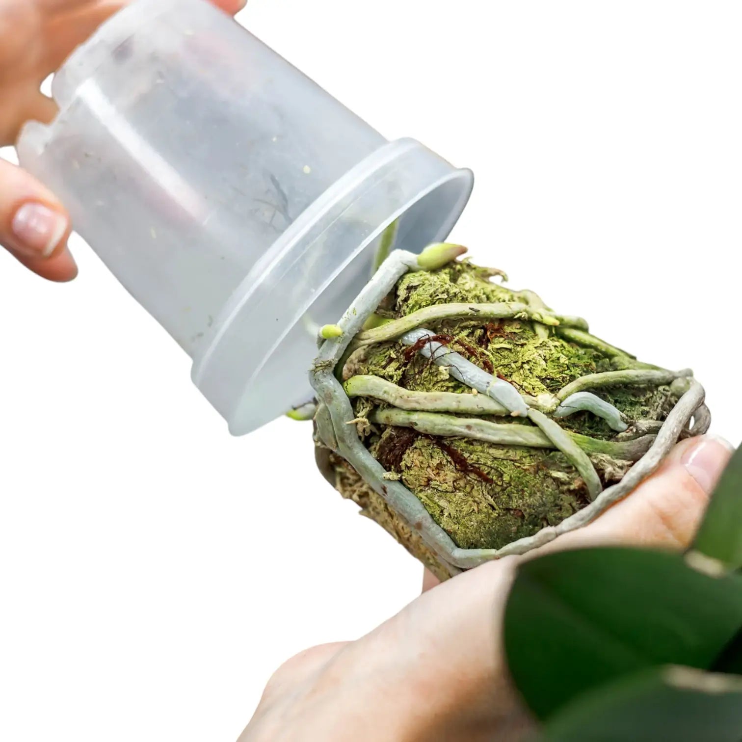 Anzuchttöpfe - Transparent vor weißem Hintergrund, Produktfoto 2.