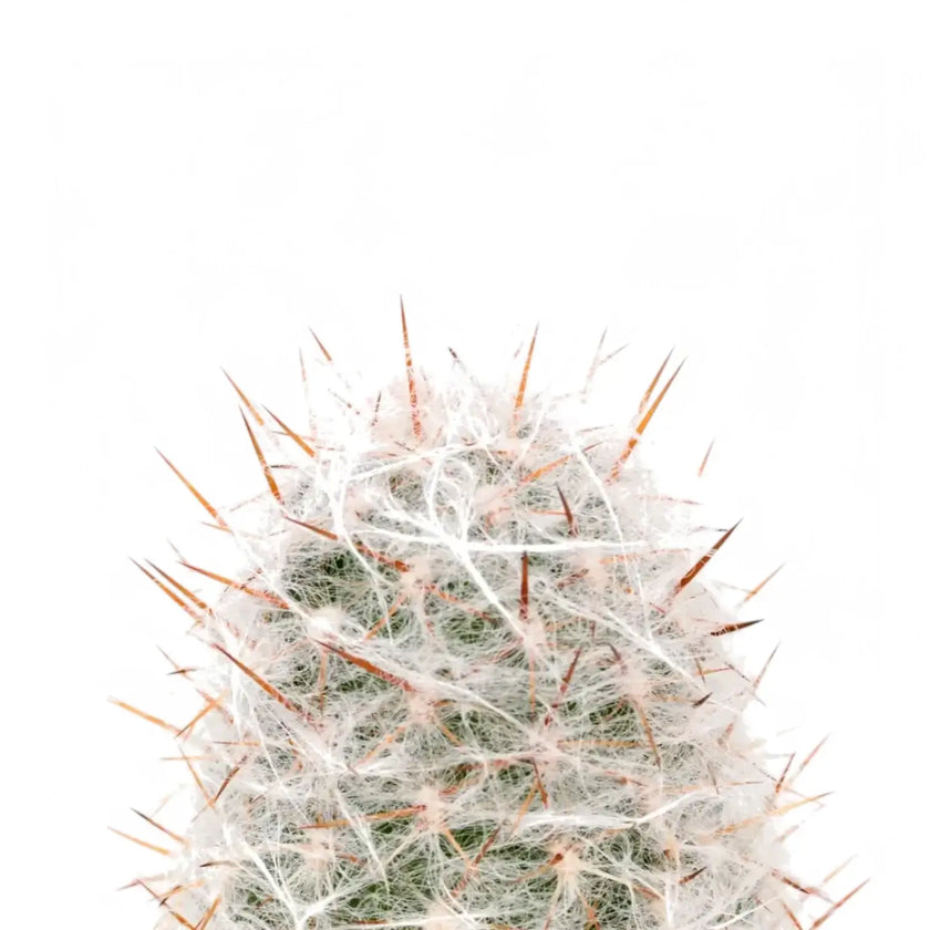 Oreocereus trollii – Blattdetail vor weißem Hintergrund..