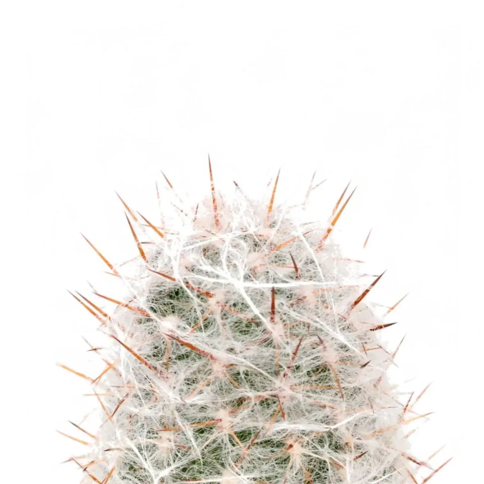 Oreocereus trollii – Blattdetail vor weißem Hintergrund..