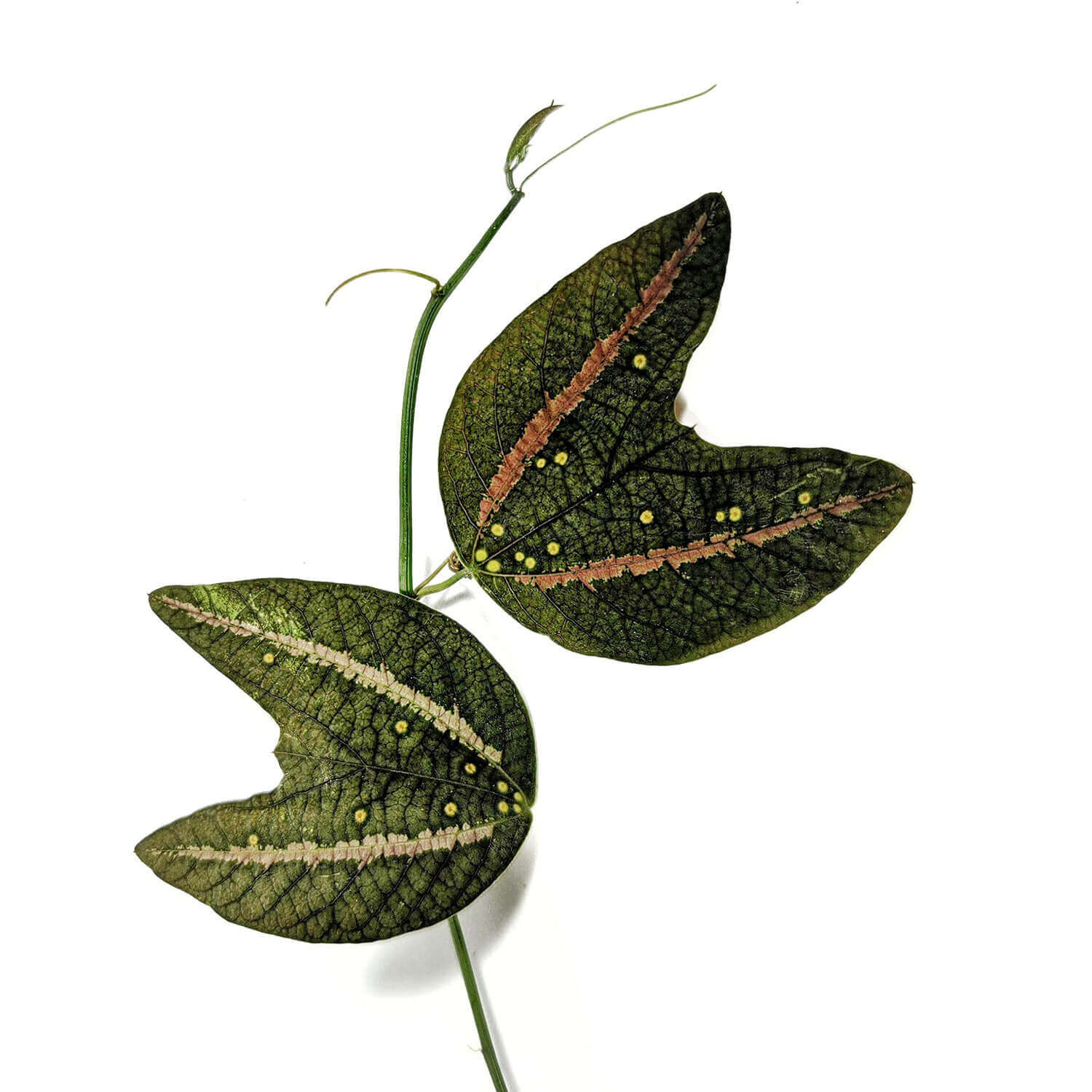 Passiflora boenderi leaf close-up on white background.