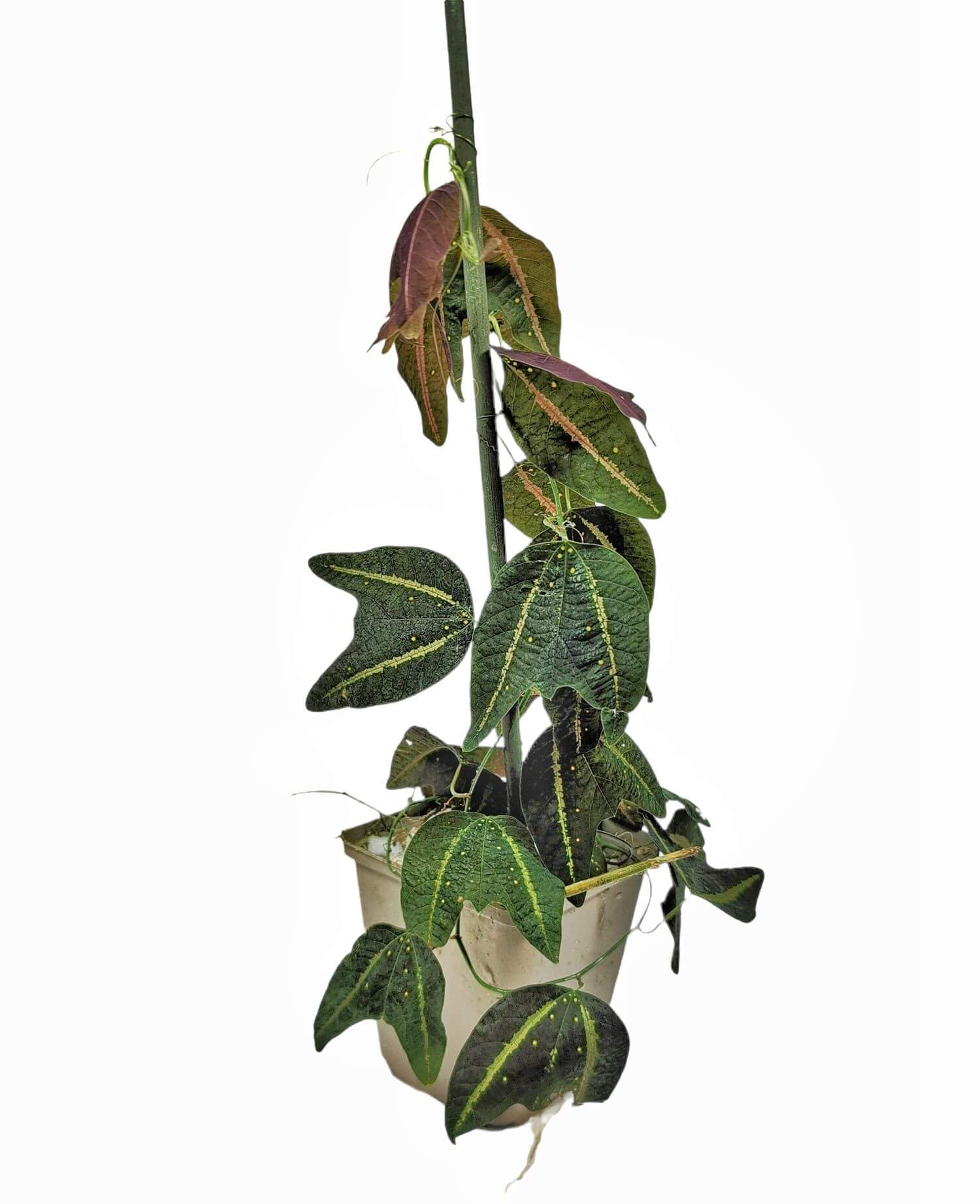 Passiflora boenderi potted houseplant in nursery pot on white background, product photo 2.