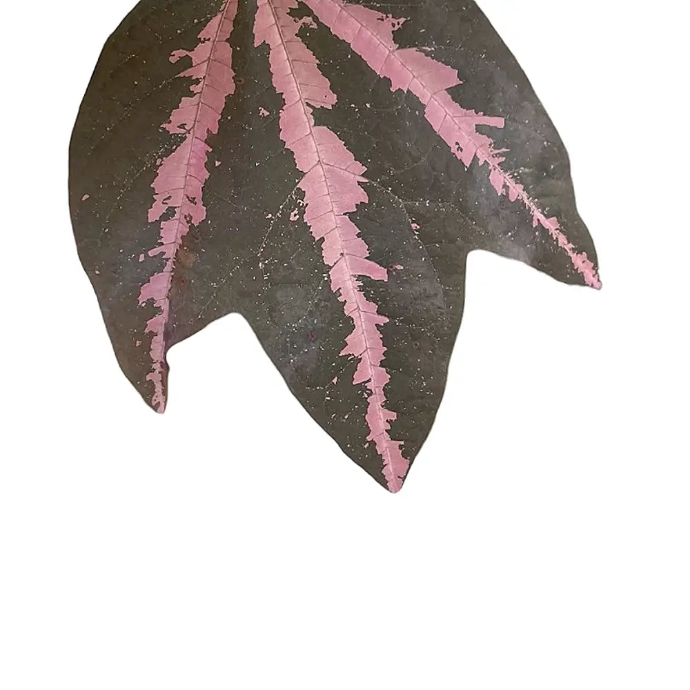 Passiflora trifasciata – Blattdetail vor weißem Hintergrund..