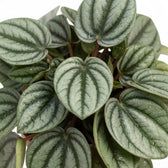 Overhead close-up of heart-shaped Peperomia 'Piccolo Banda' leaves with silver centres and dark veins